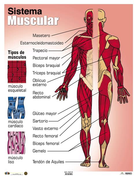 sistema muscular humano